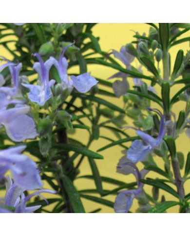 Rosmarino officinale - Rosmarinus officinalis Rosmarino officinale - Rosmarinus officinalis