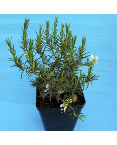 Rosmarino officinale a fiore bianco - Rosmarinus officinalis albus Rosmarino officinale a fiore bianco - Rosmarinus officinalis albus