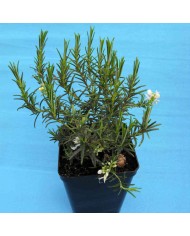 Rosmarino officinale a fiore bianco - Rosmarinus officinalis albus
