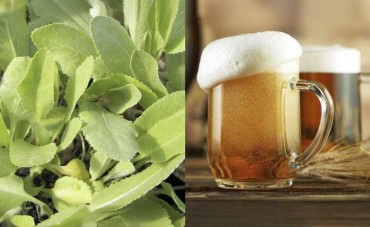 Balsamita: birra e religione