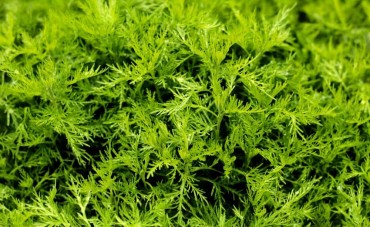 Artemisa Abrotanum, un rimedio anti tarme