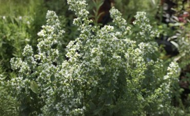 La raccolta dell'Origano