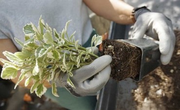 Come rinvasare le piantine