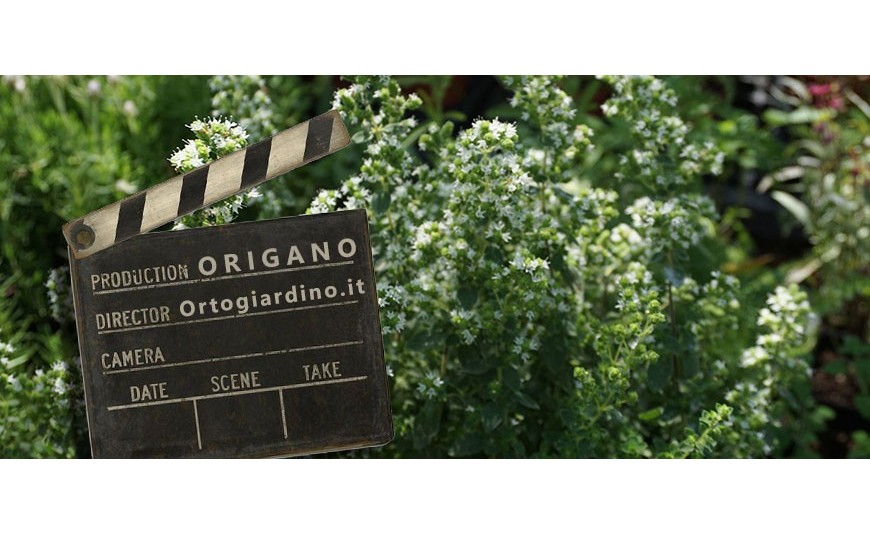 Videoguida alla Raccolta dell'Origano Videoguida alla Raccolta dell'Origano