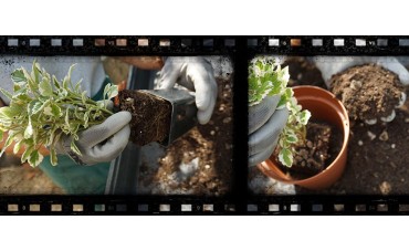 Videoguida al rinvaso delle piante