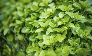 Frittata di menta e melissa